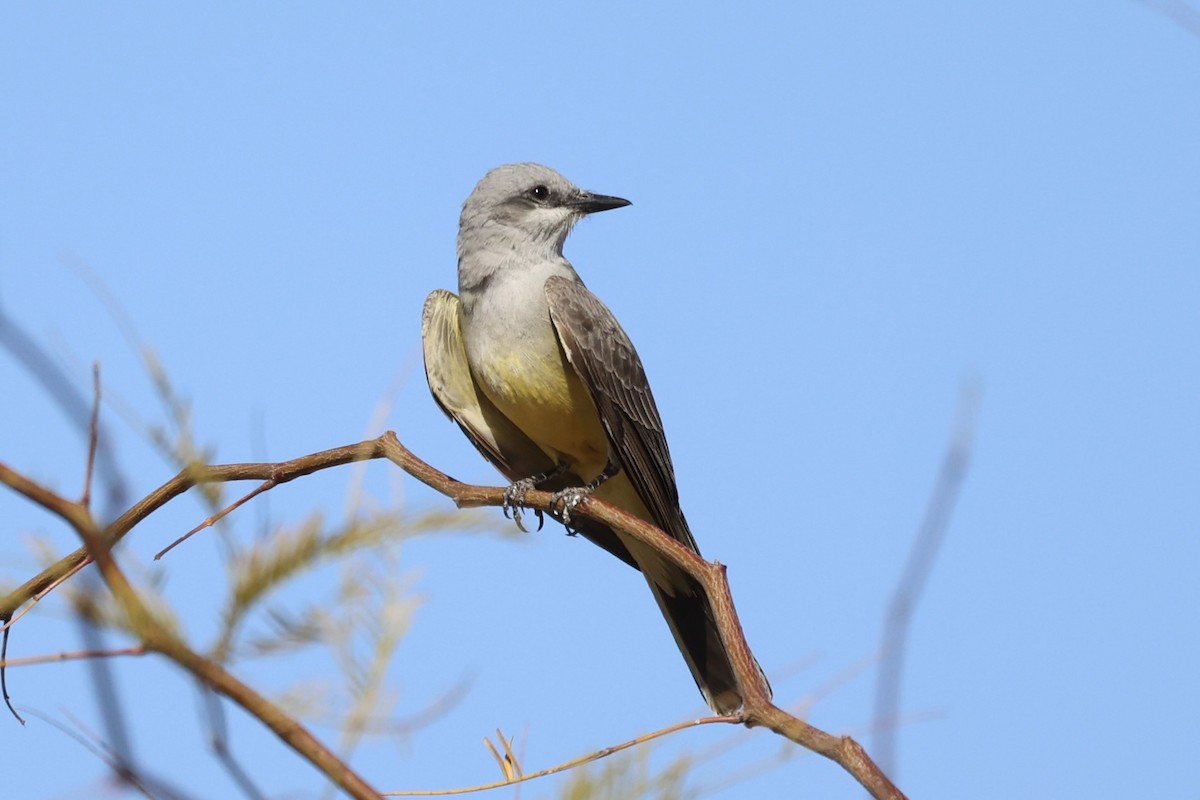 Western Kingbird - ML576621901