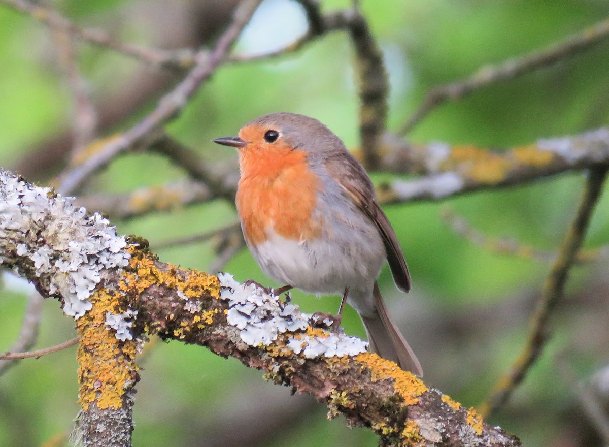 European Robin - ML576622091