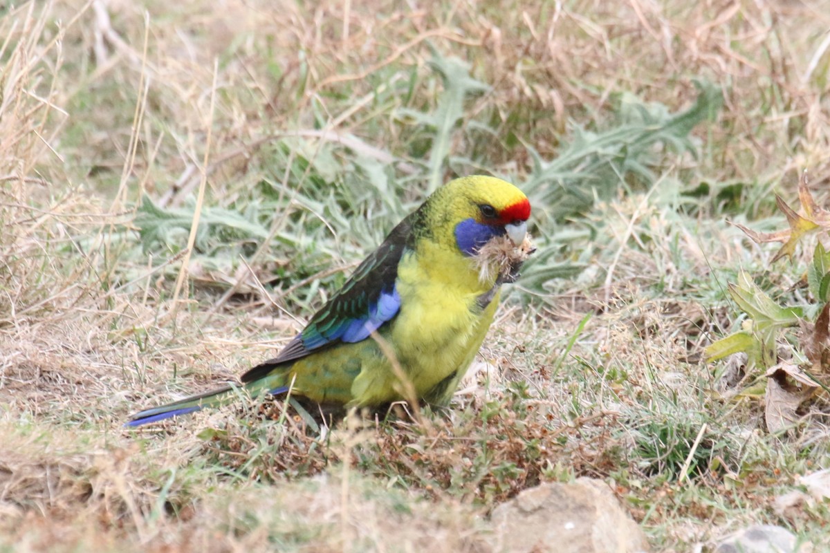 Green Rosella - ML576622451