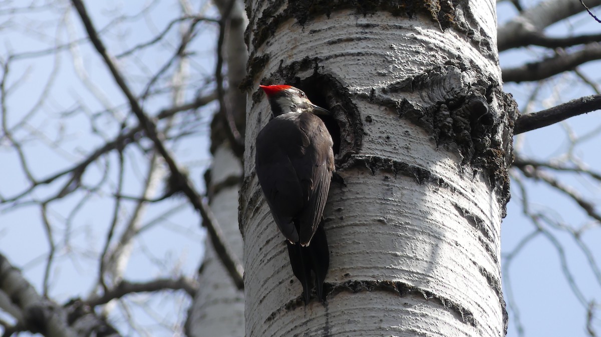Pileated Woodpecker - ML576622511
