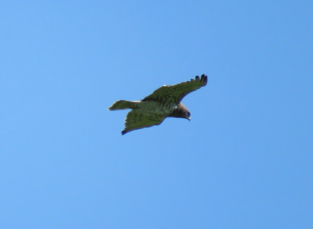 Short-toed Snake-Eagle - ML576622581