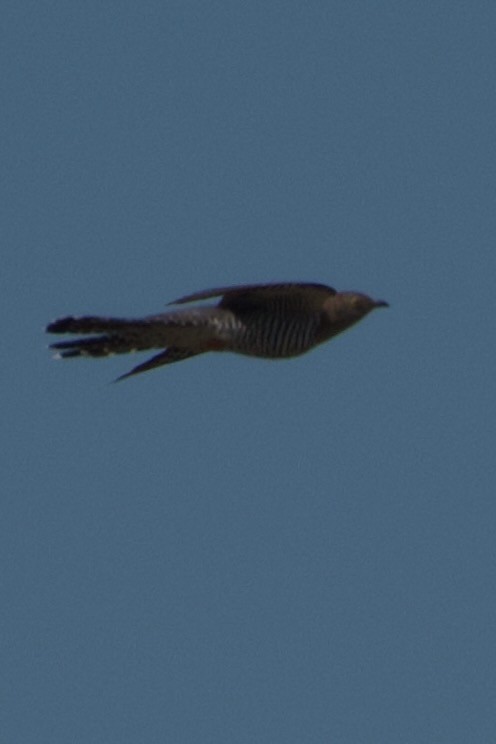 Kuku eurasiarra - ML576623041