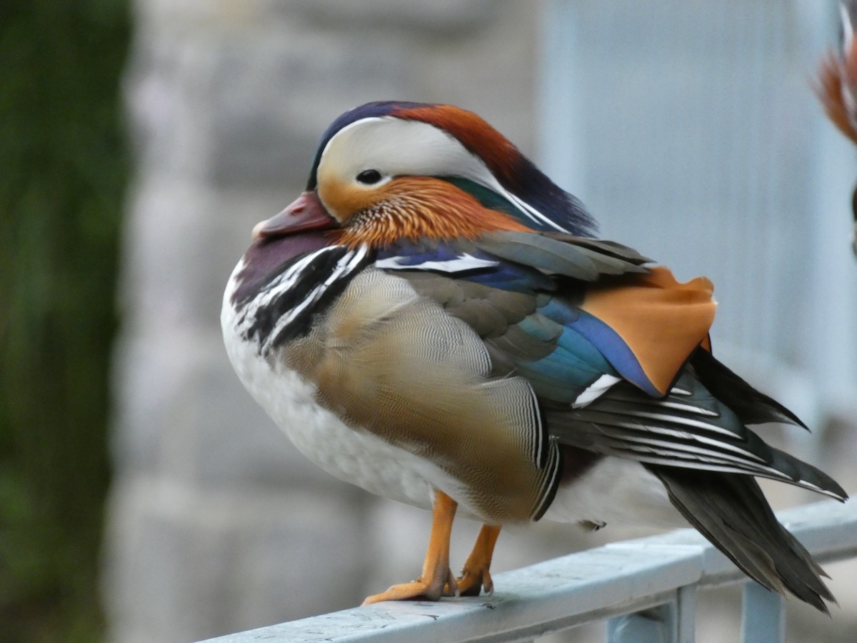 Mandarin Duck - ML576623091