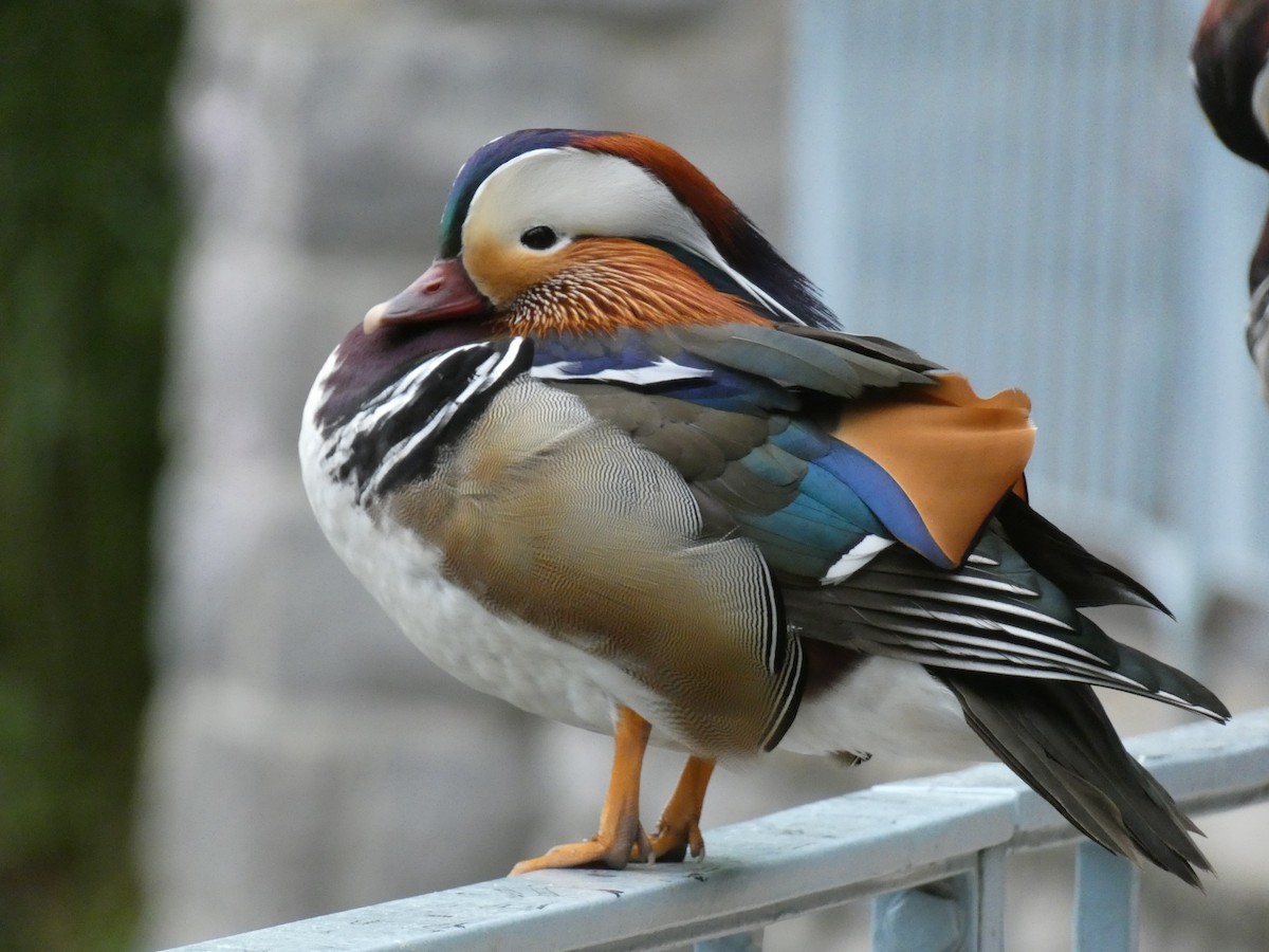 Mandarin Duck - ML576623101