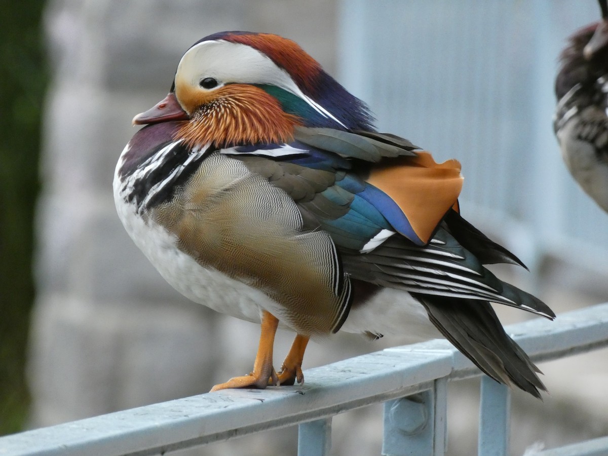 Mandarin Duck - ML576623121