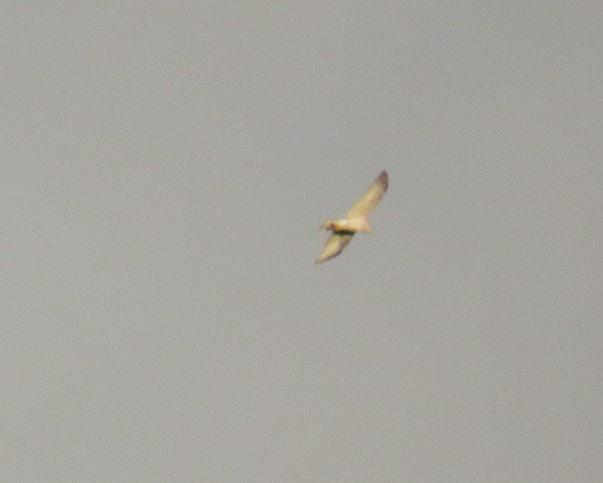Western Marsh Harrier - ML576623901