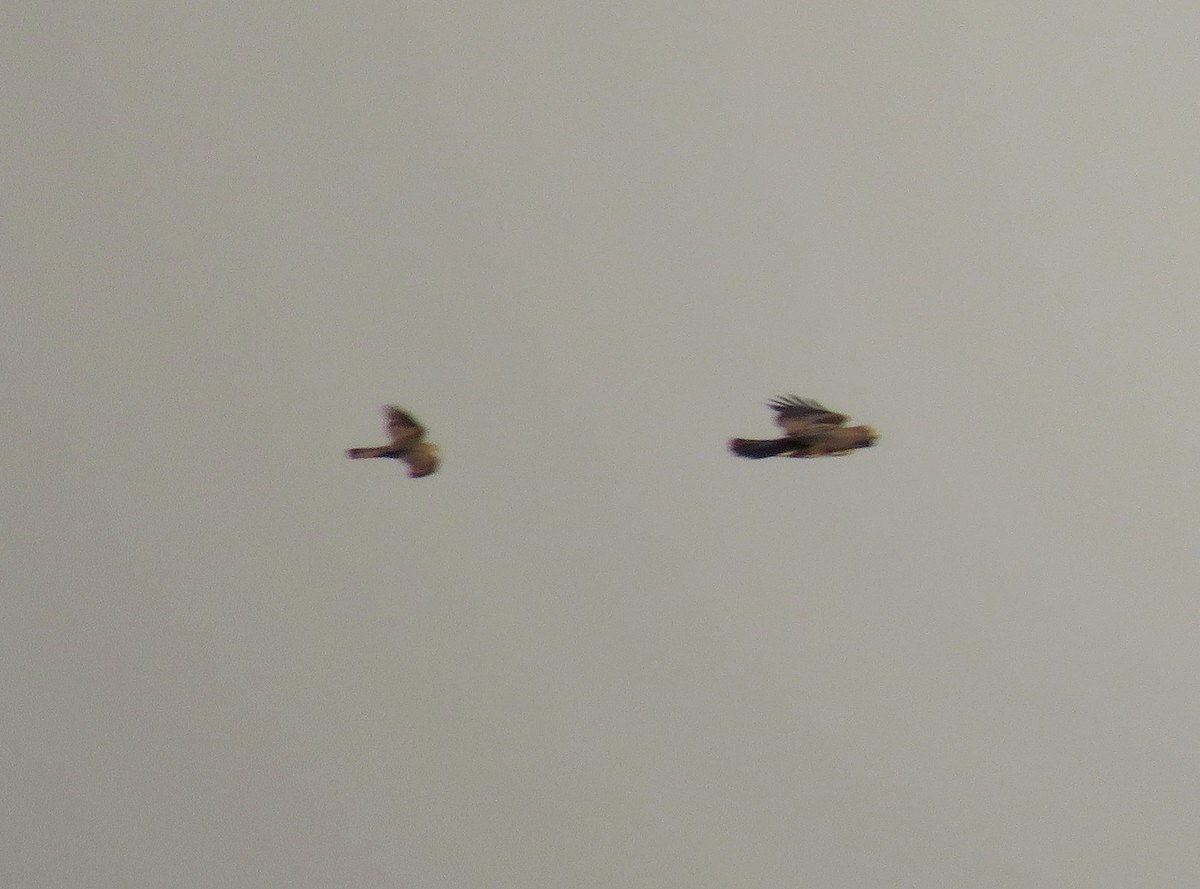 Western Marsh Harrier - ML576623931