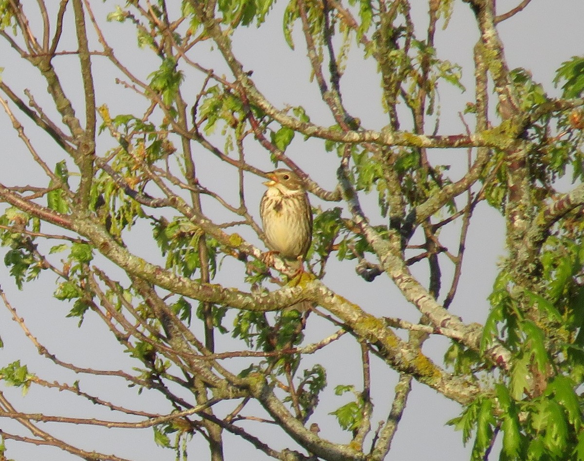 Corn Bunting - ML576623971
