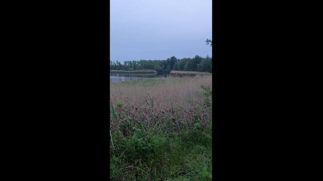 Savi's Warbler - ML576624671