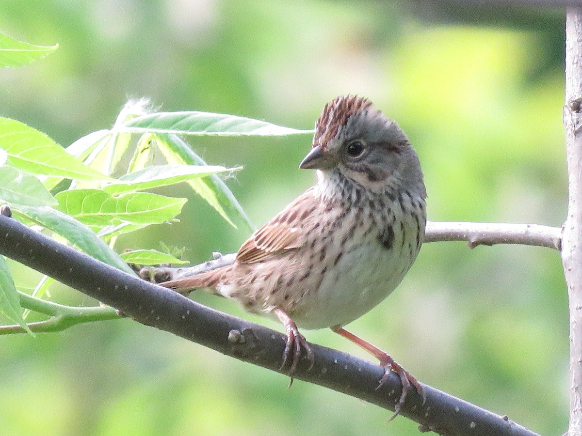 Lincoln's Sparrow - ML576625731