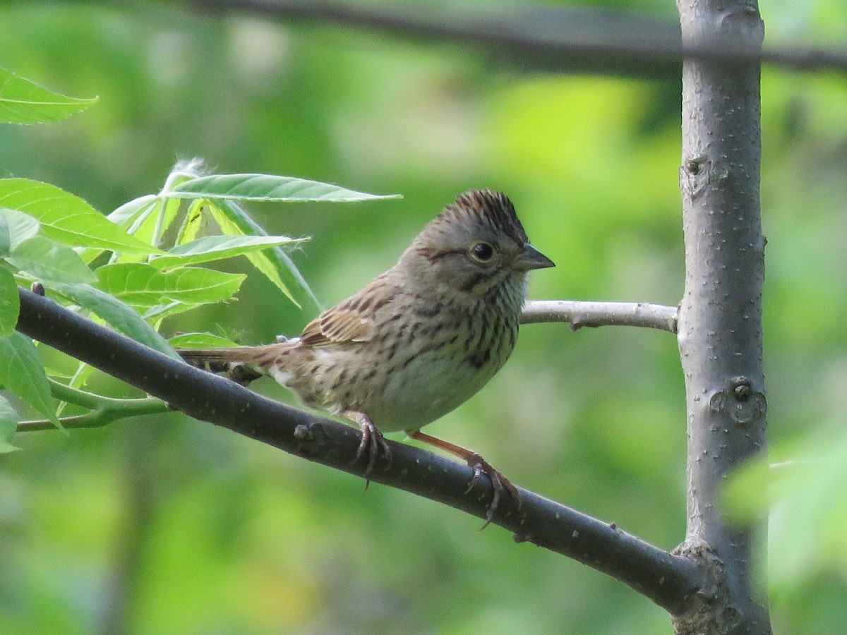 Lincoln's Sparrow - ML576625741