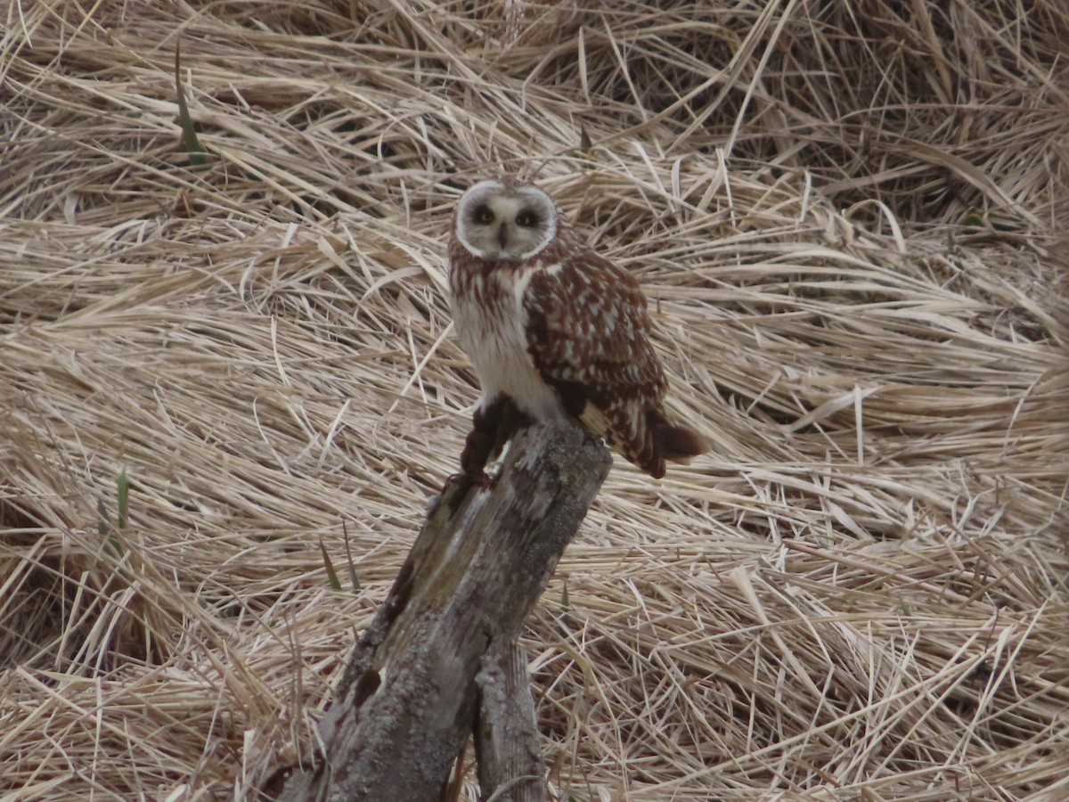 Short-eared Owl - ML576626091