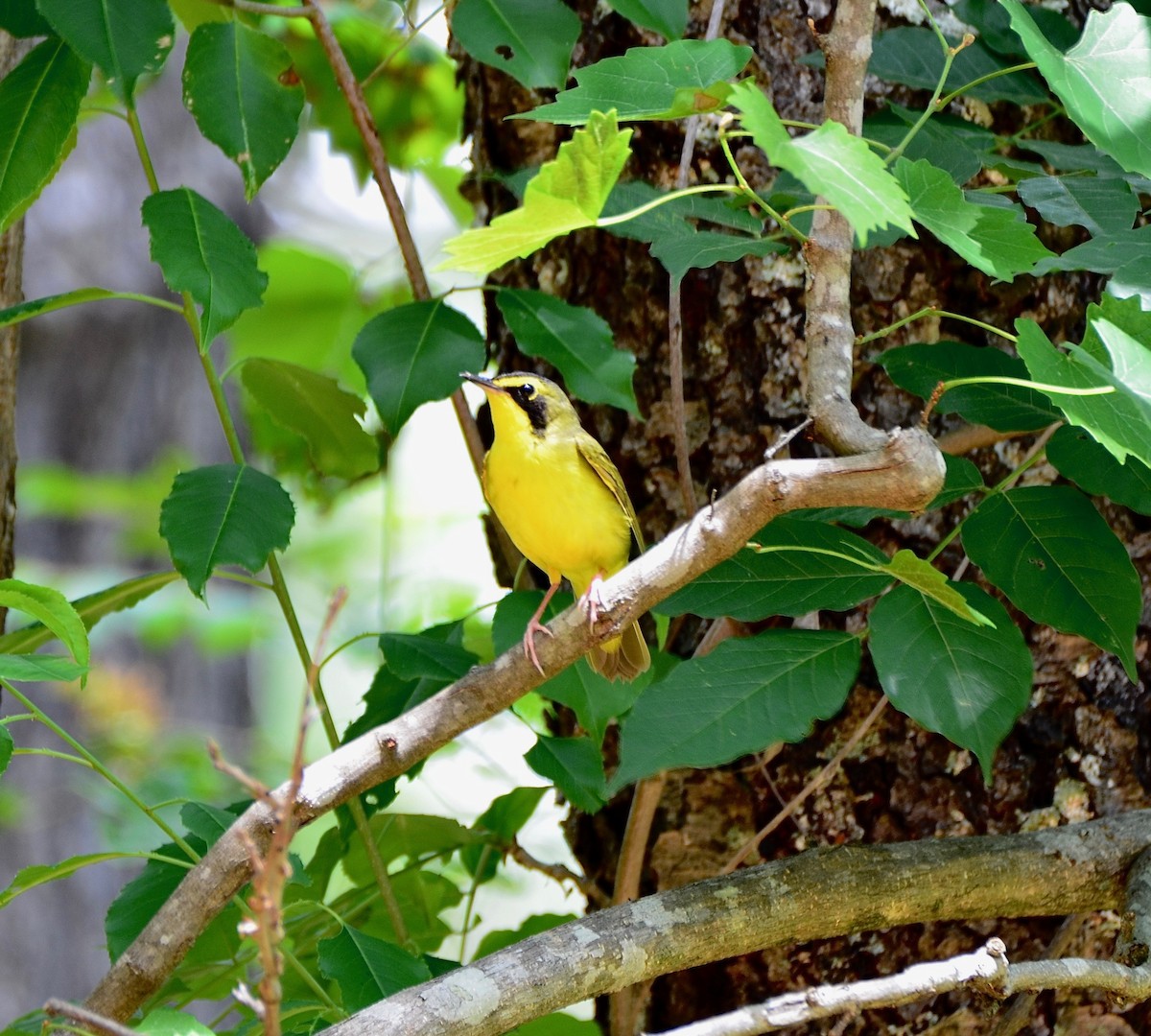 Kentucky Warbler - Mary Rachel Tucker