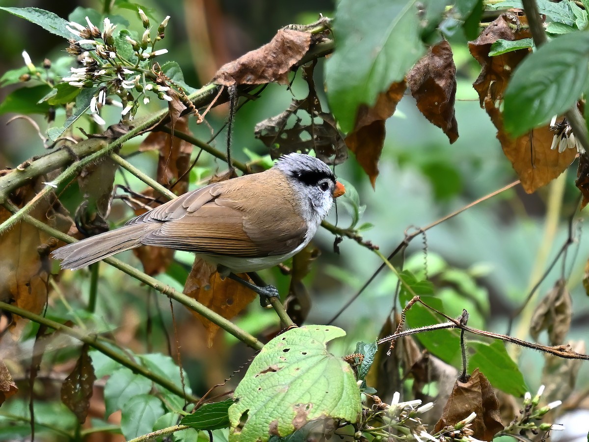 Gray-headed Parrotbill - ML576629221