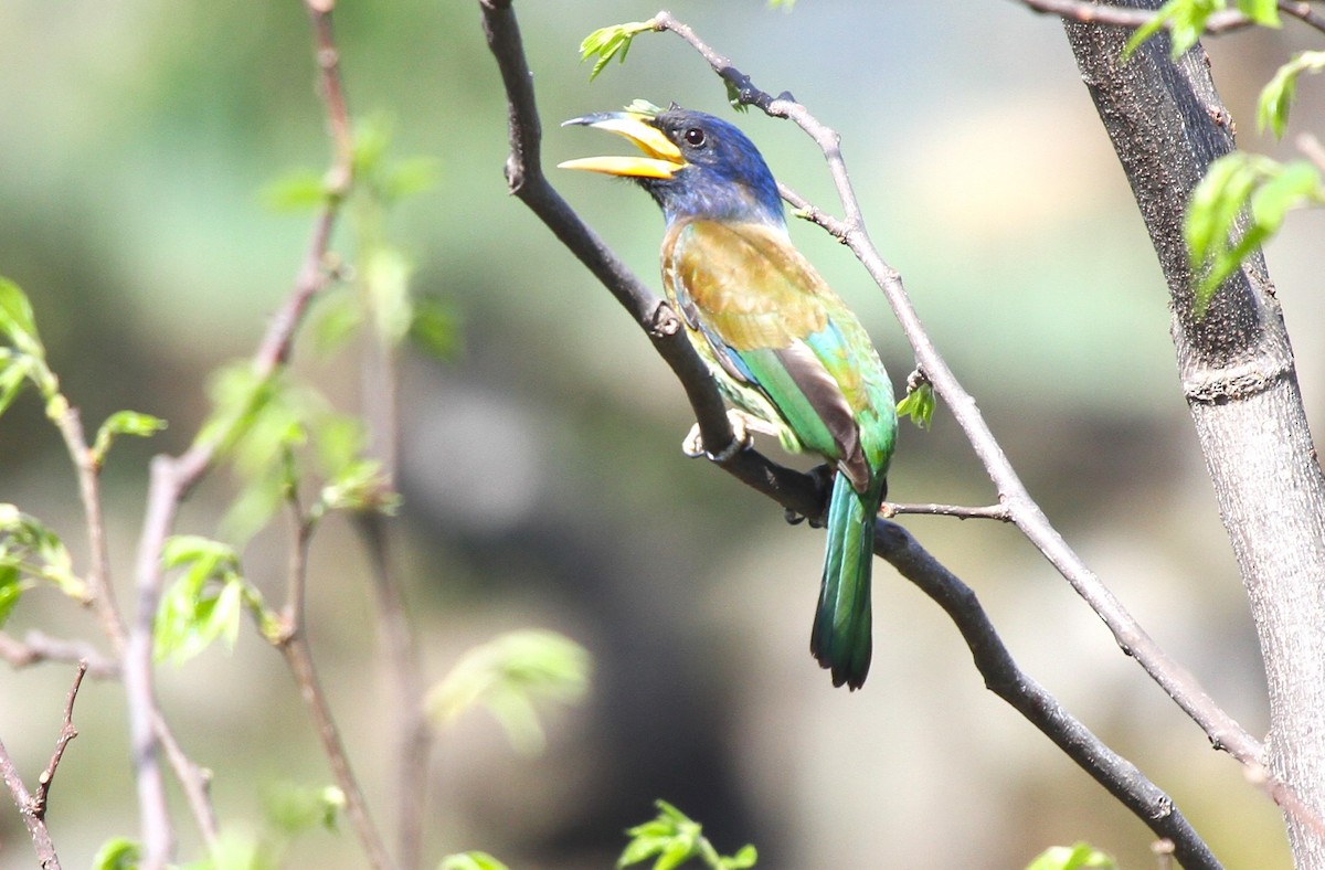 barbet velký - ML576629631