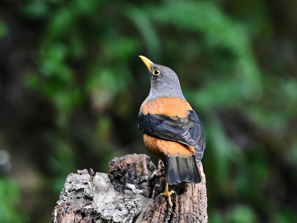 Chestnut Thrush - ML576629851