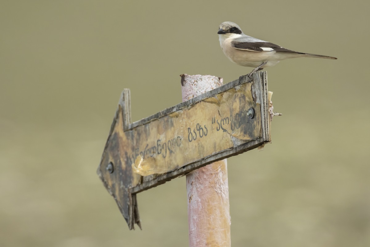 Lesser Gray Shrike - ML576630191