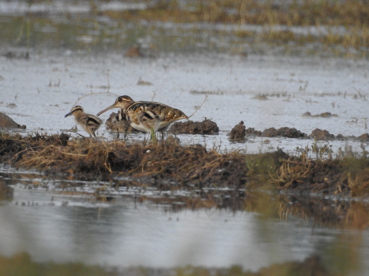 Greater Painted-Snipe - Ramesh R