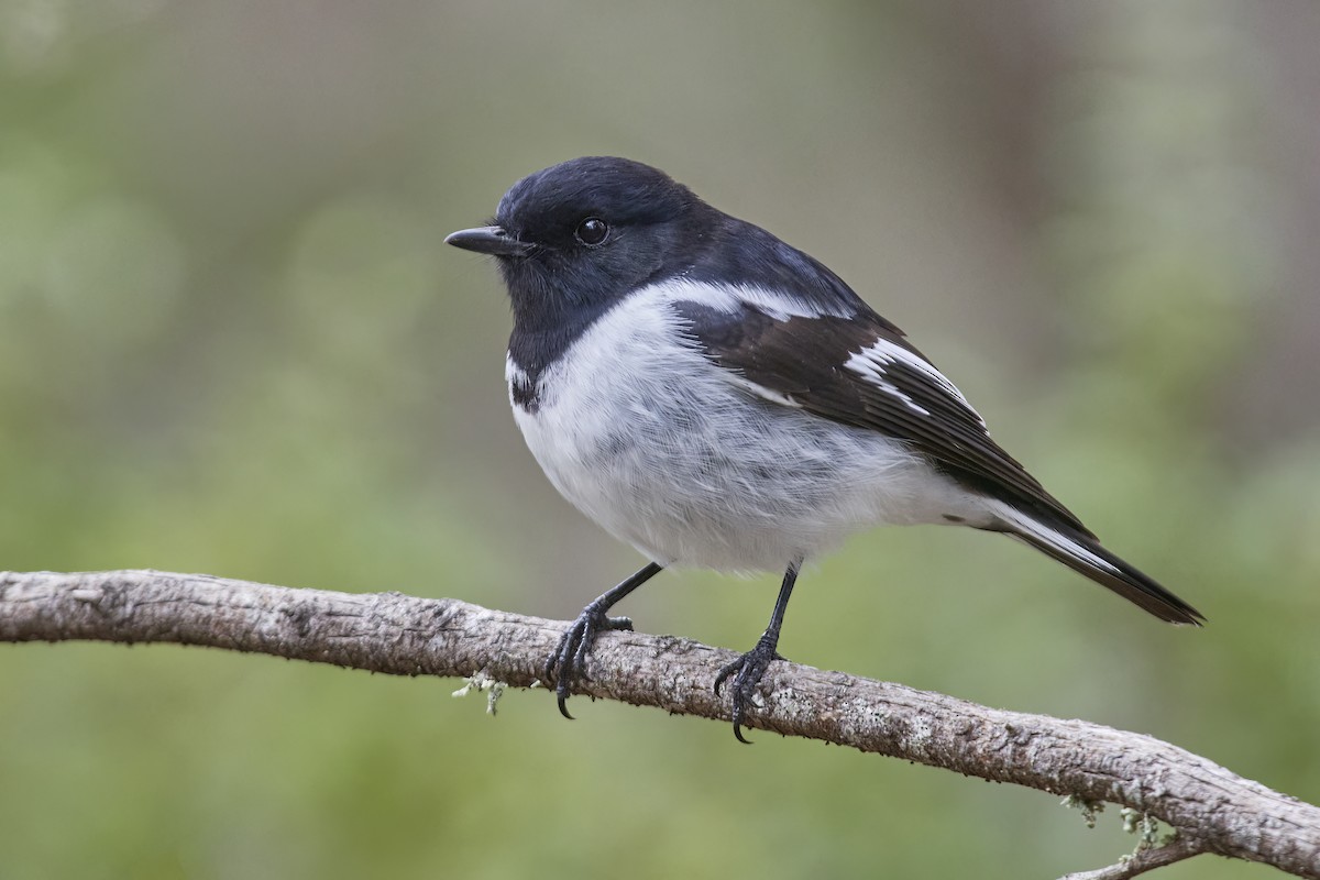 Hooded Robin - Bill O’Brien