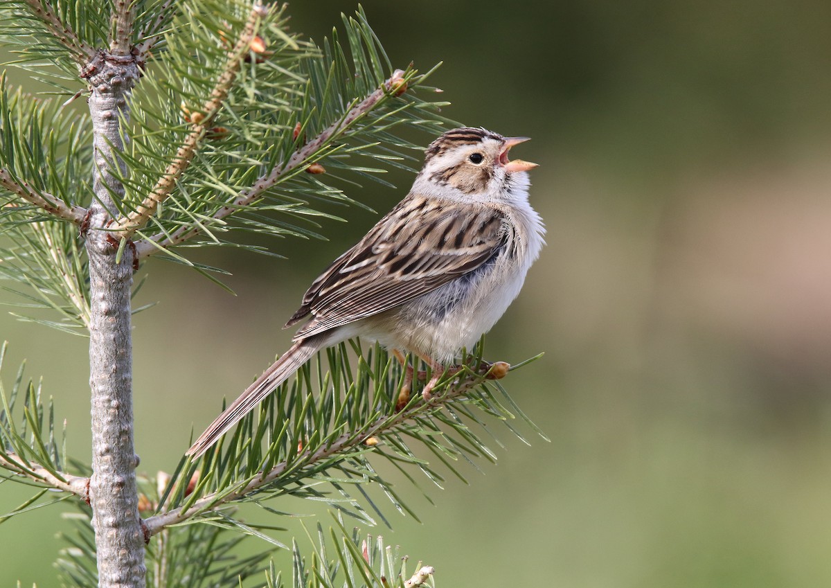 Clay-colored Sparrow - Brad Carlson