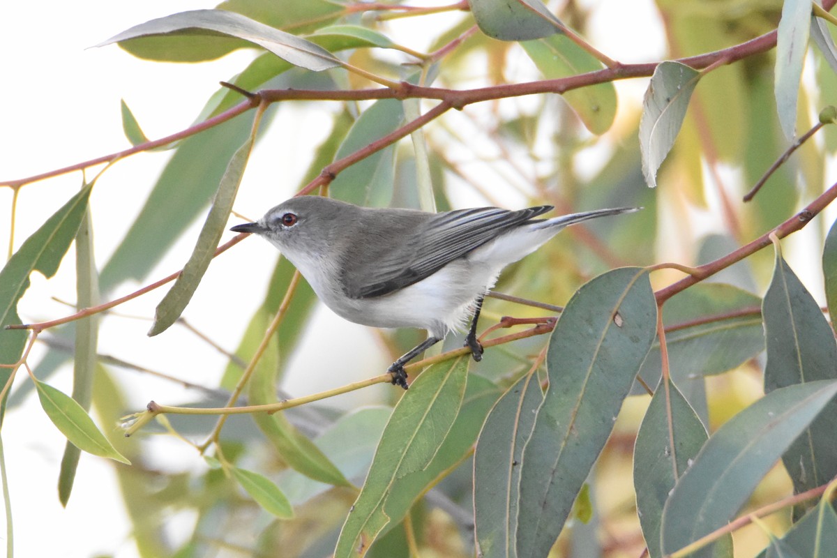 Western Gerygone - ML576635561