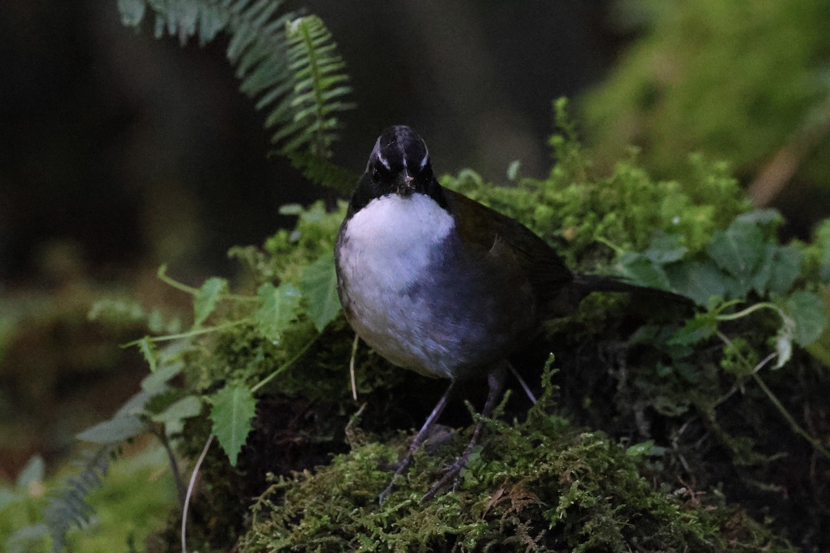 Gray-browed Brushfinch - Stein Henning Olsen