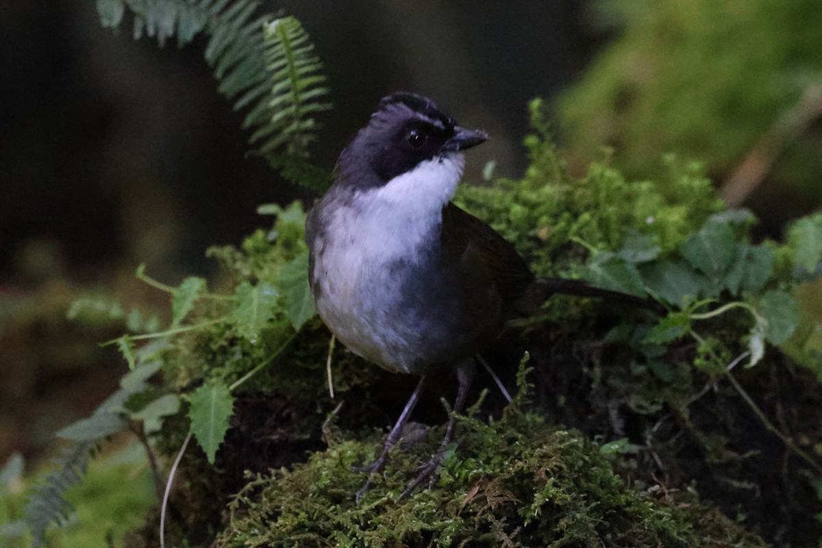 Gray-browed Brushfinch - Stein Henning Olsen