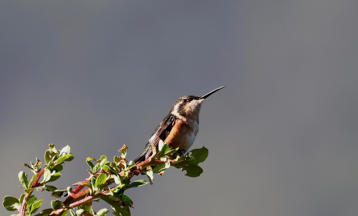 White-bellied Woodstar - Stein Henning Olsen