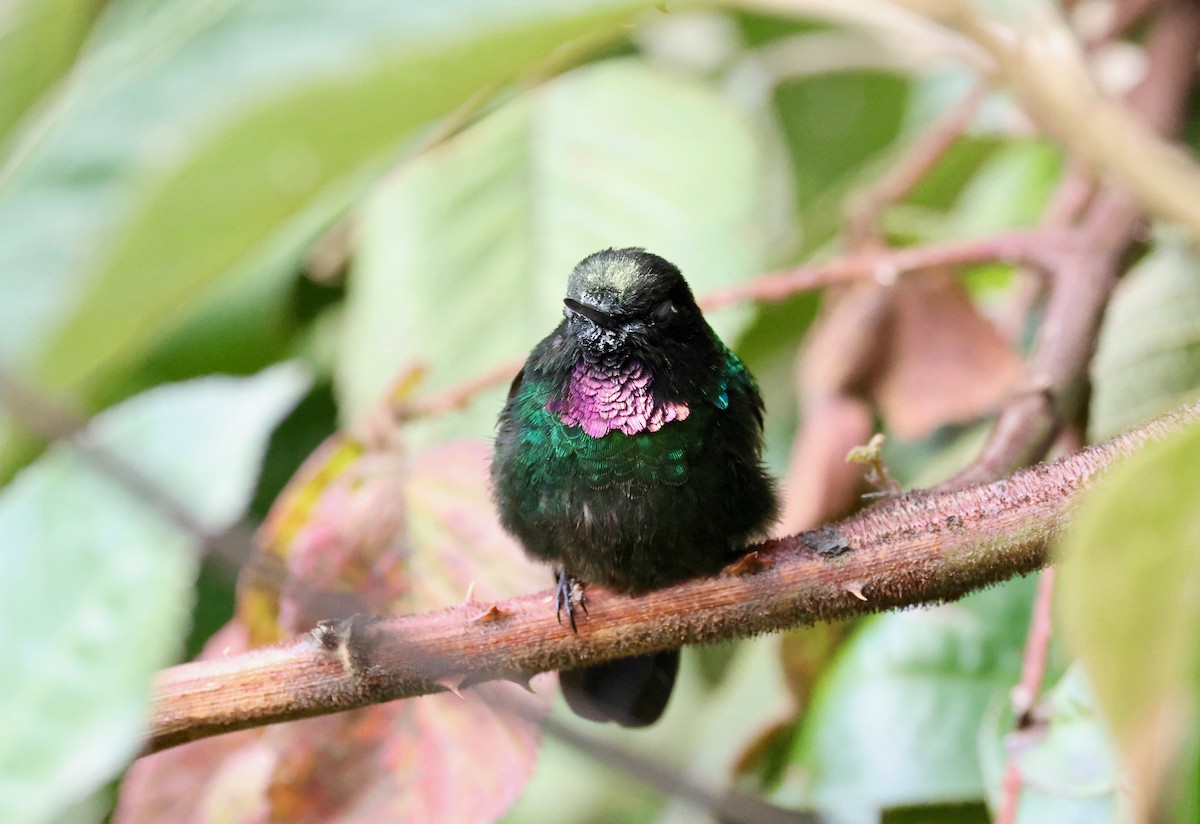 Tourmaline Sunangel - Stein Henning Olsen