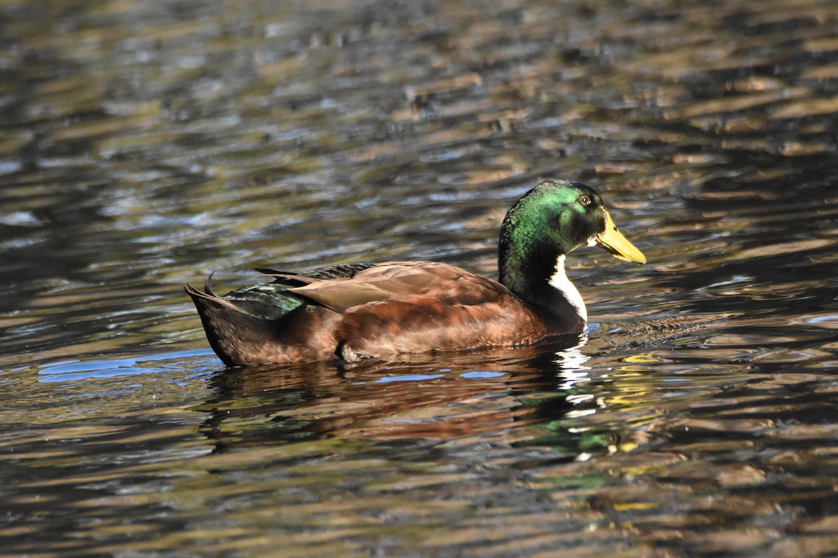 Mallard (Domestic type) - ML576636631