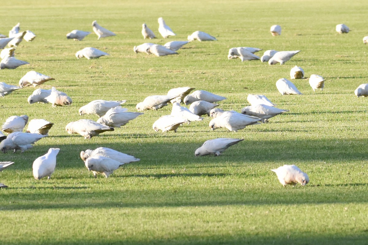 Little Corella - ML576636691