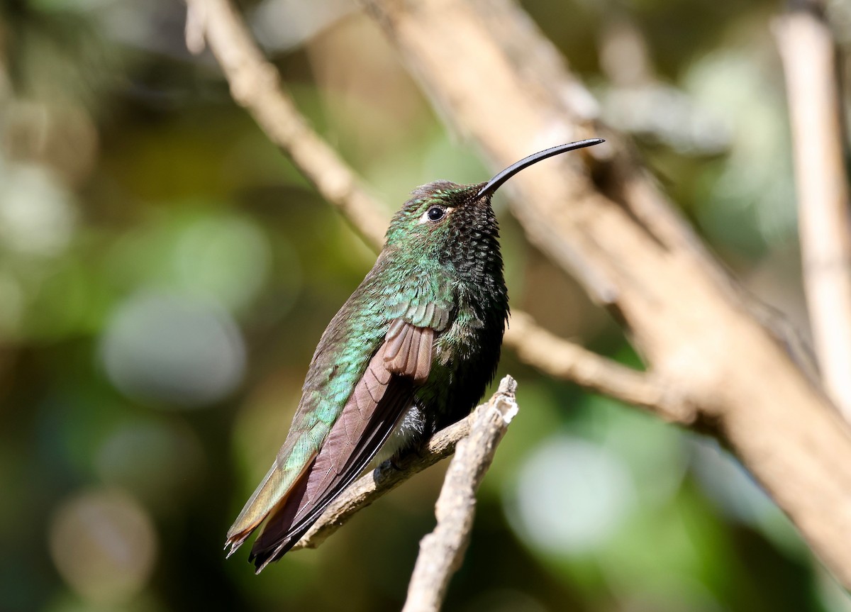 Colibrí Aterciopelado - ML576636751