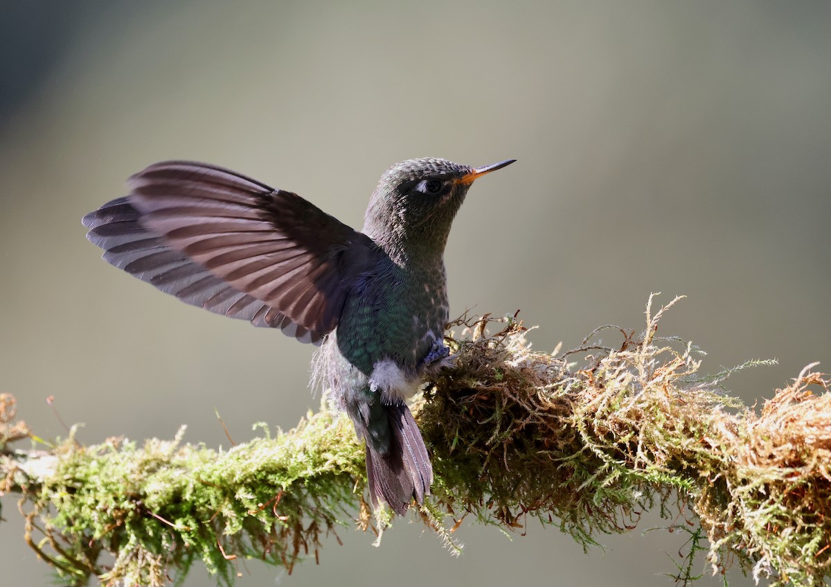 Tyrian Metaltail - Stein Henning Olsen