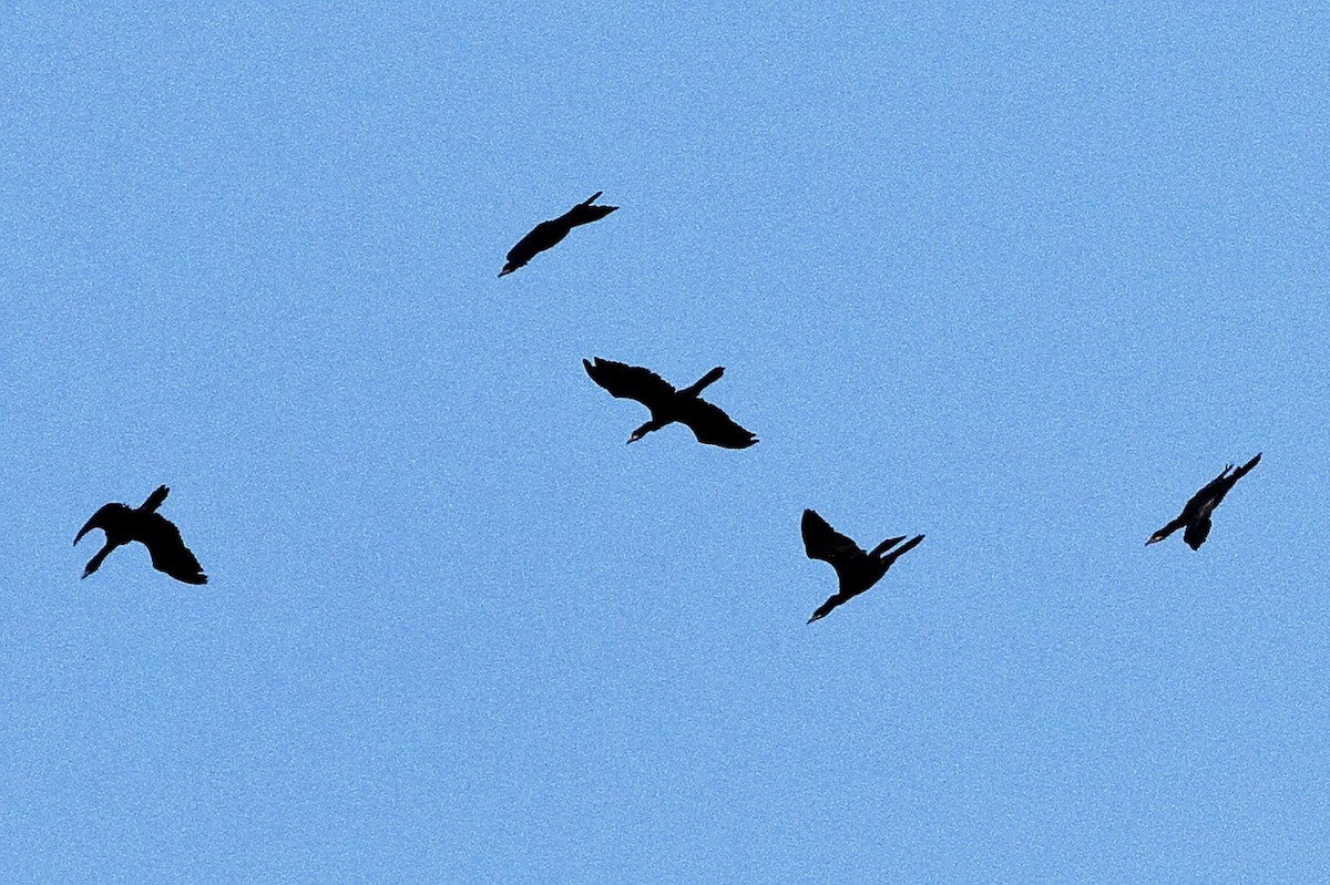Great Cormorant - ML576637141