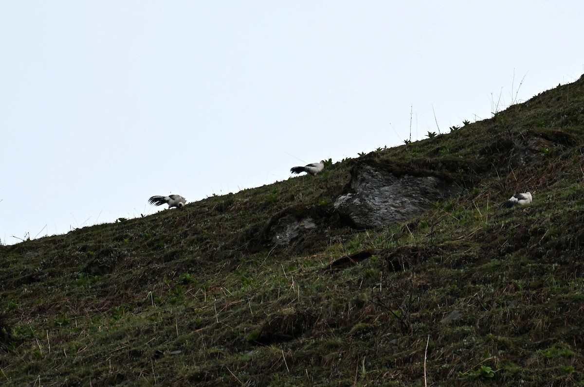 White Eared-Pheasant - ML576637221