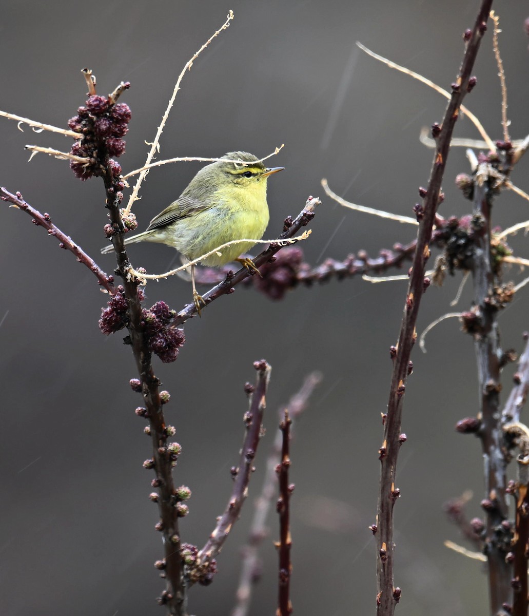 Tickell's Leaf Warbler (Alpine) - Qiang Zeng