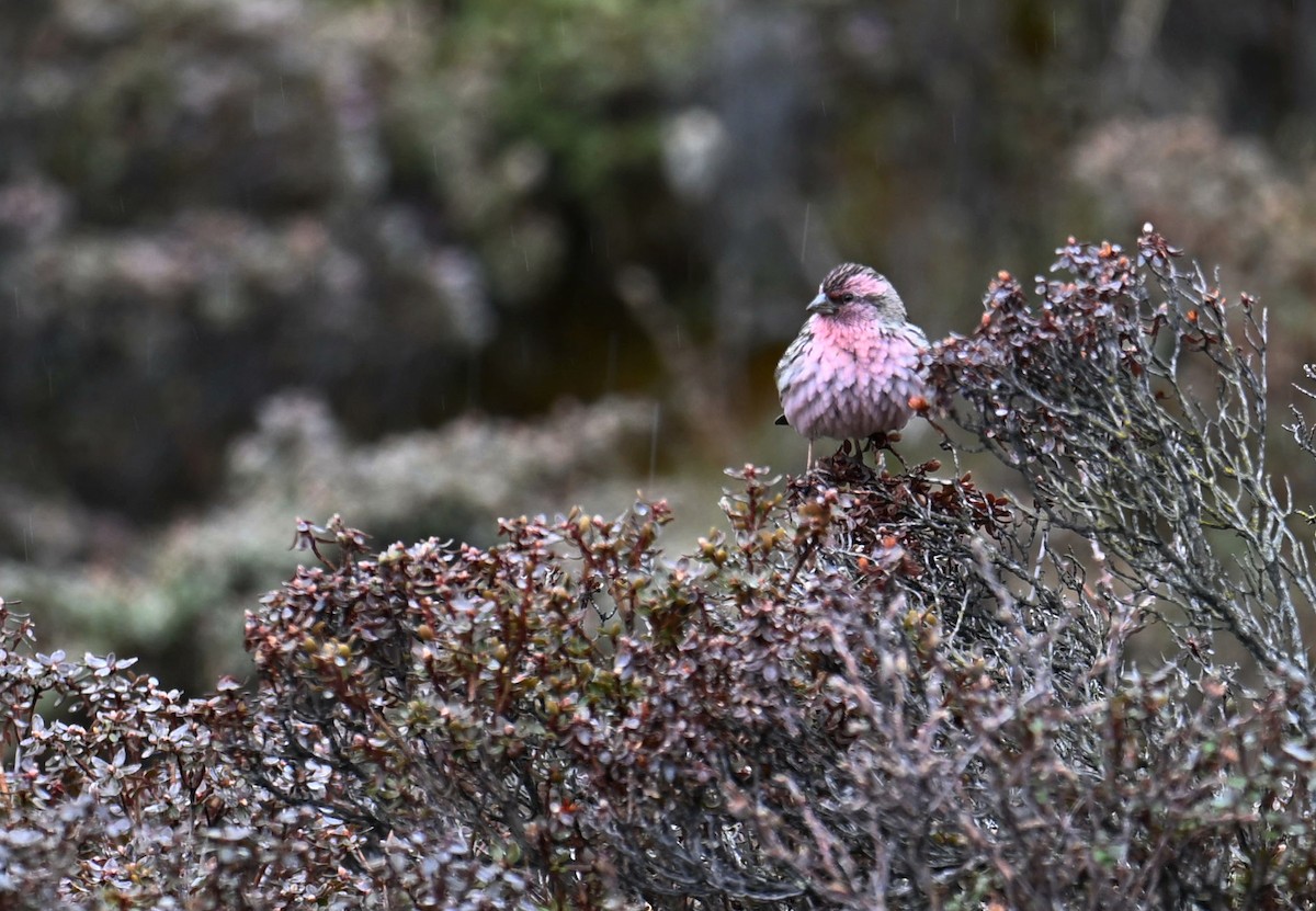 Pink-rumped Rosefinch - ML576637561