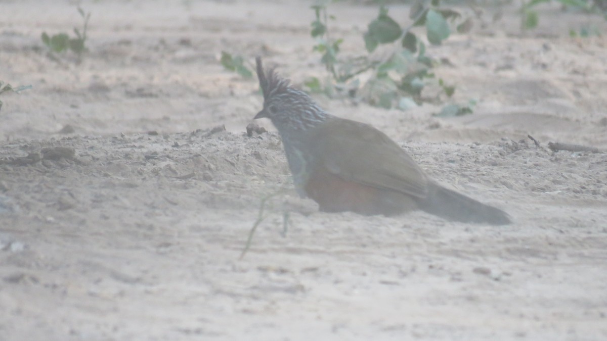 Gallito Copetón - ML576638151