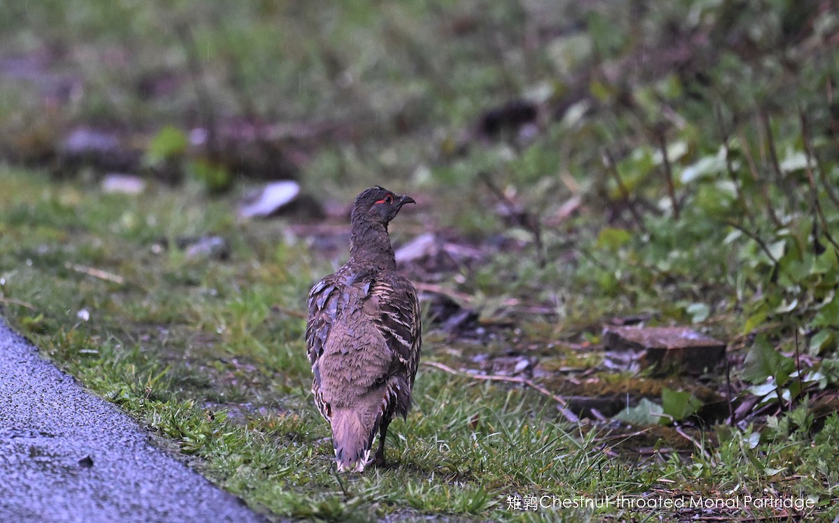 Chestnut-throated Monal-Partridge - Qiang Zeng