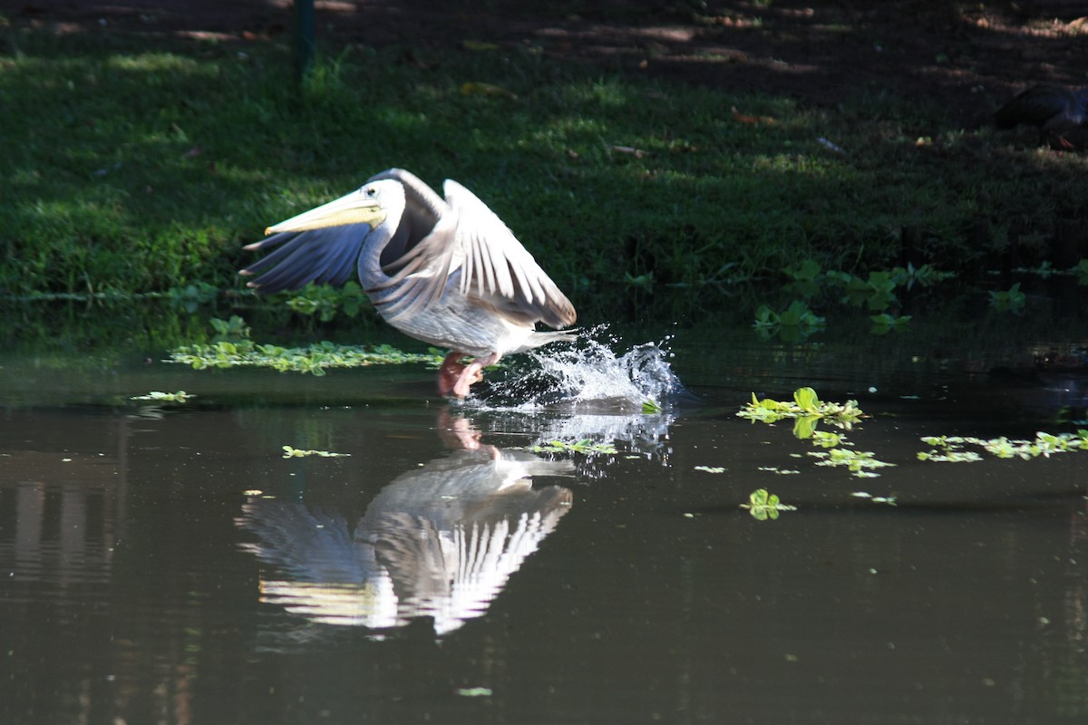 Pink-backed Pelican - ML576638841