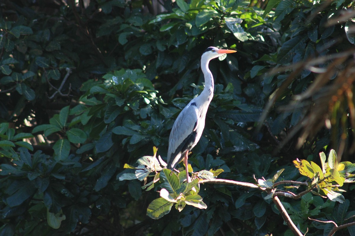 Gray Heron - ML576639071