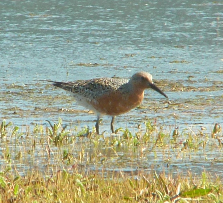 Red Knot - ML57663911
