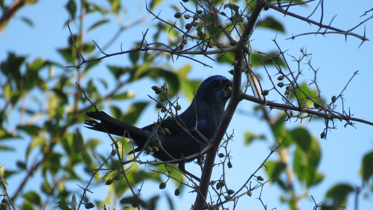 Ultramarine Grosbeak - Patricio Cowper Coles