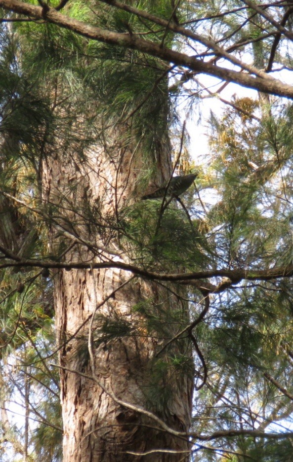 Shining Bronze-Cuckoo - ML576640501