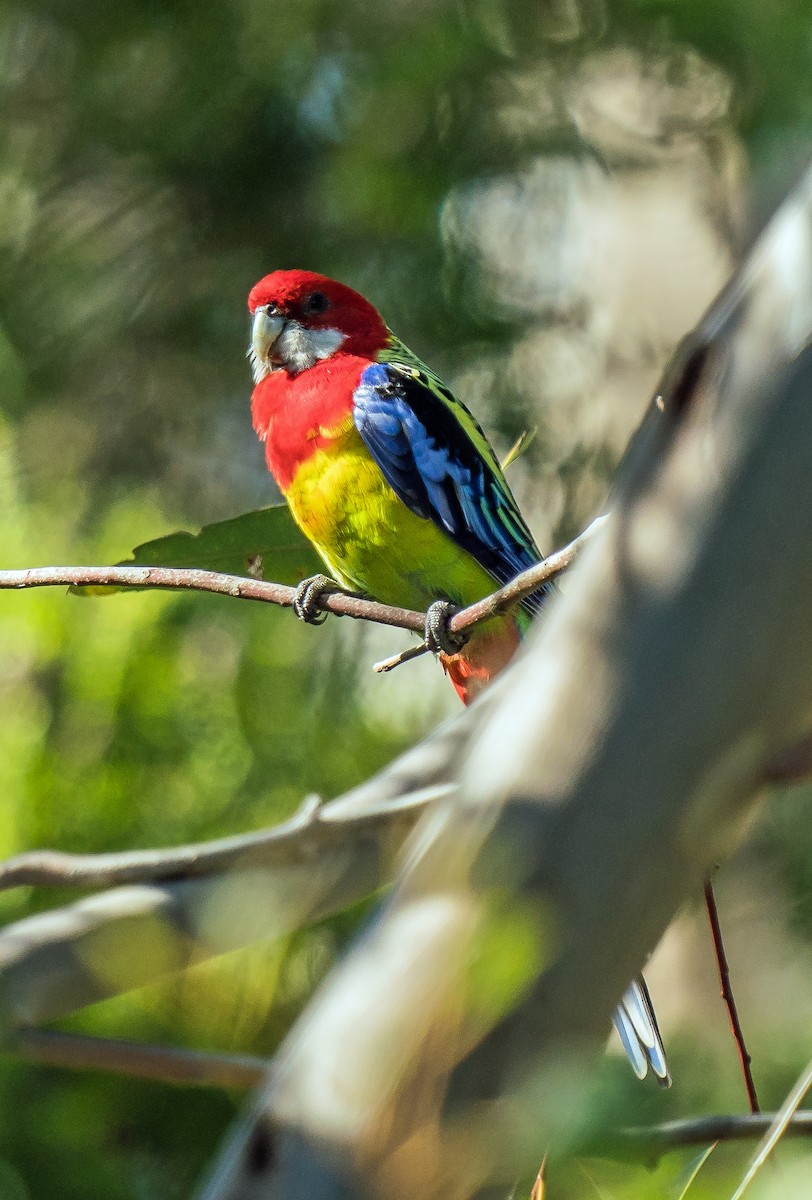 Eastern Rosella - ML576640561