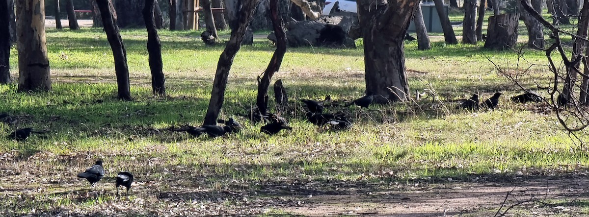 White-winged Chough - ML576641011