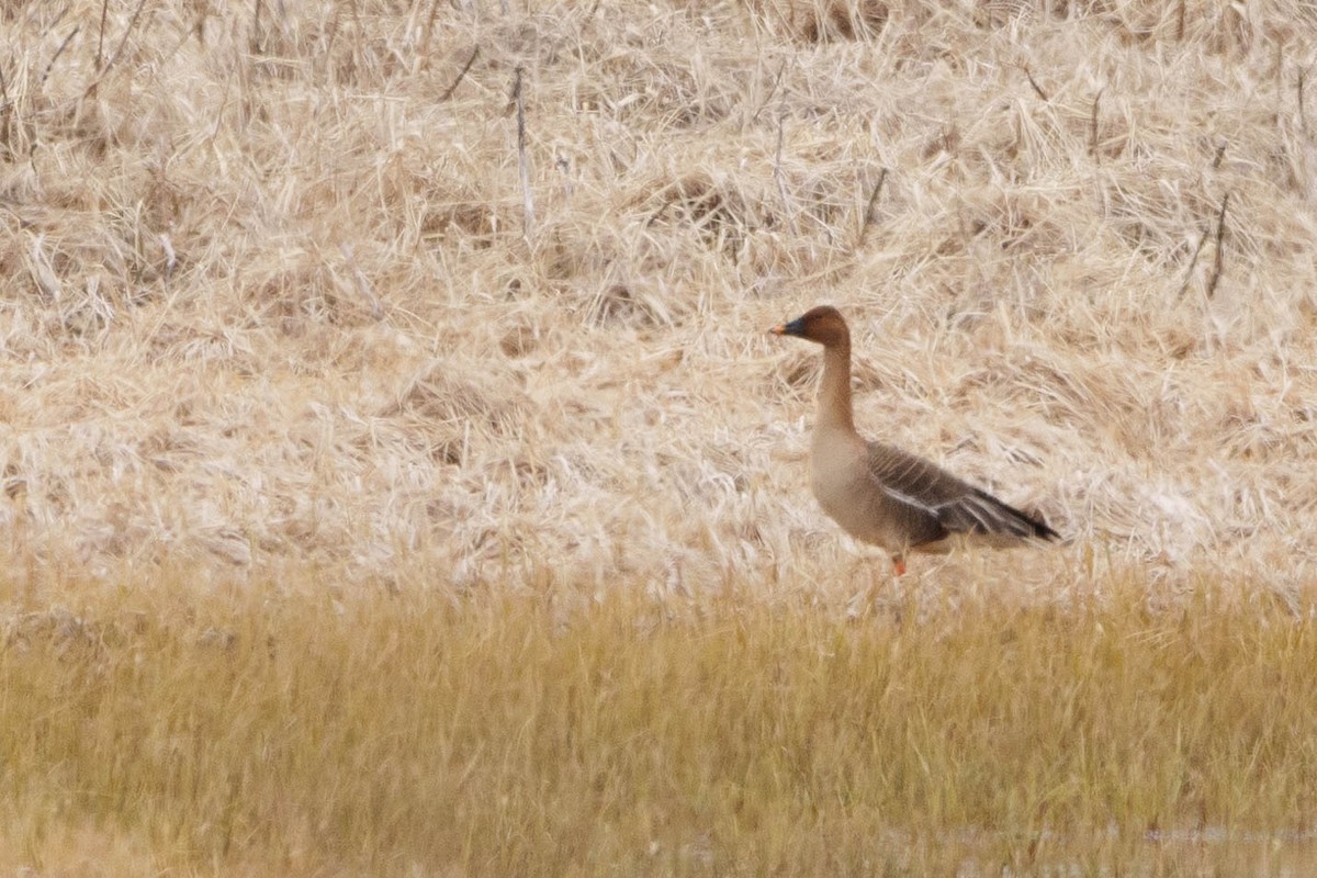 Waldsaatgans - ML576641761