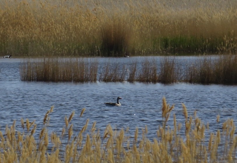 Graylag Goose - Uliana Divina