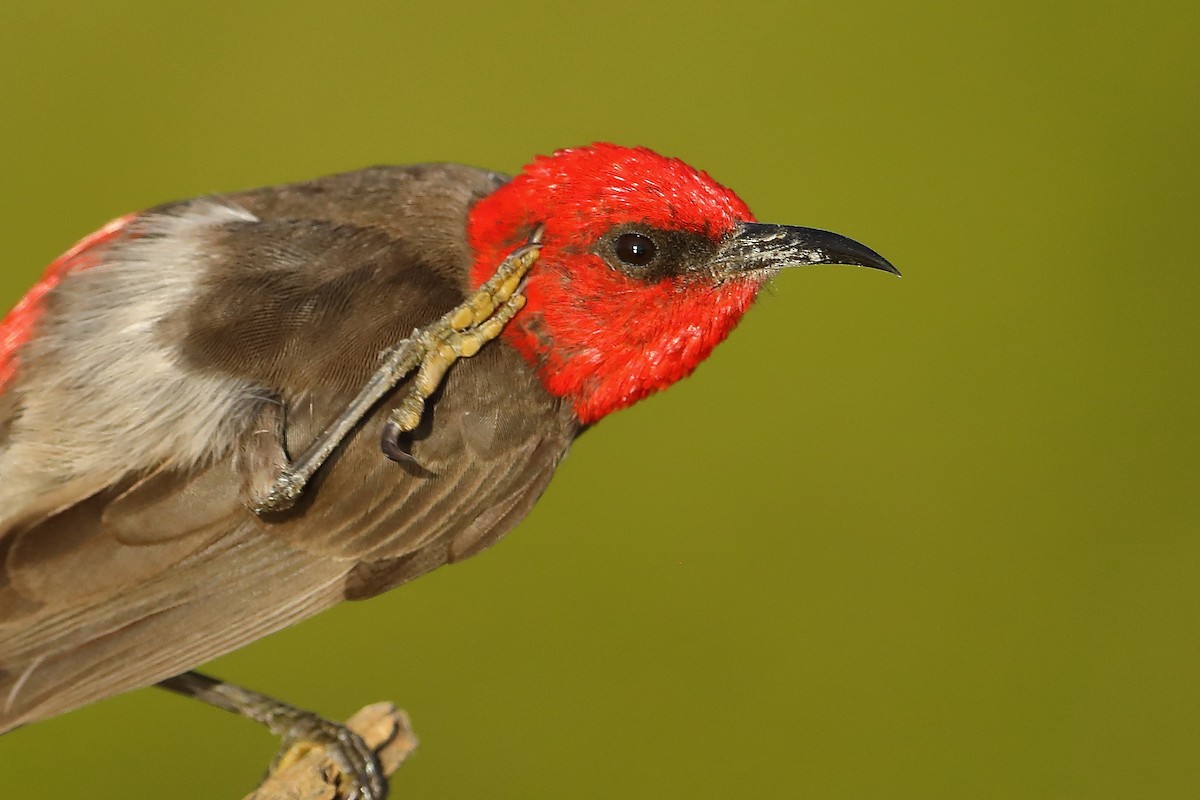 Red-headed Myzomela - ML576642291