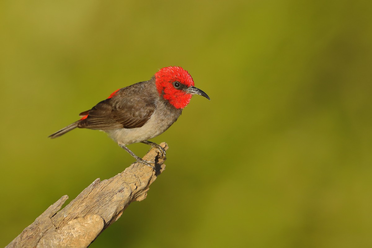 Red-headed Myzomela - ML576642311